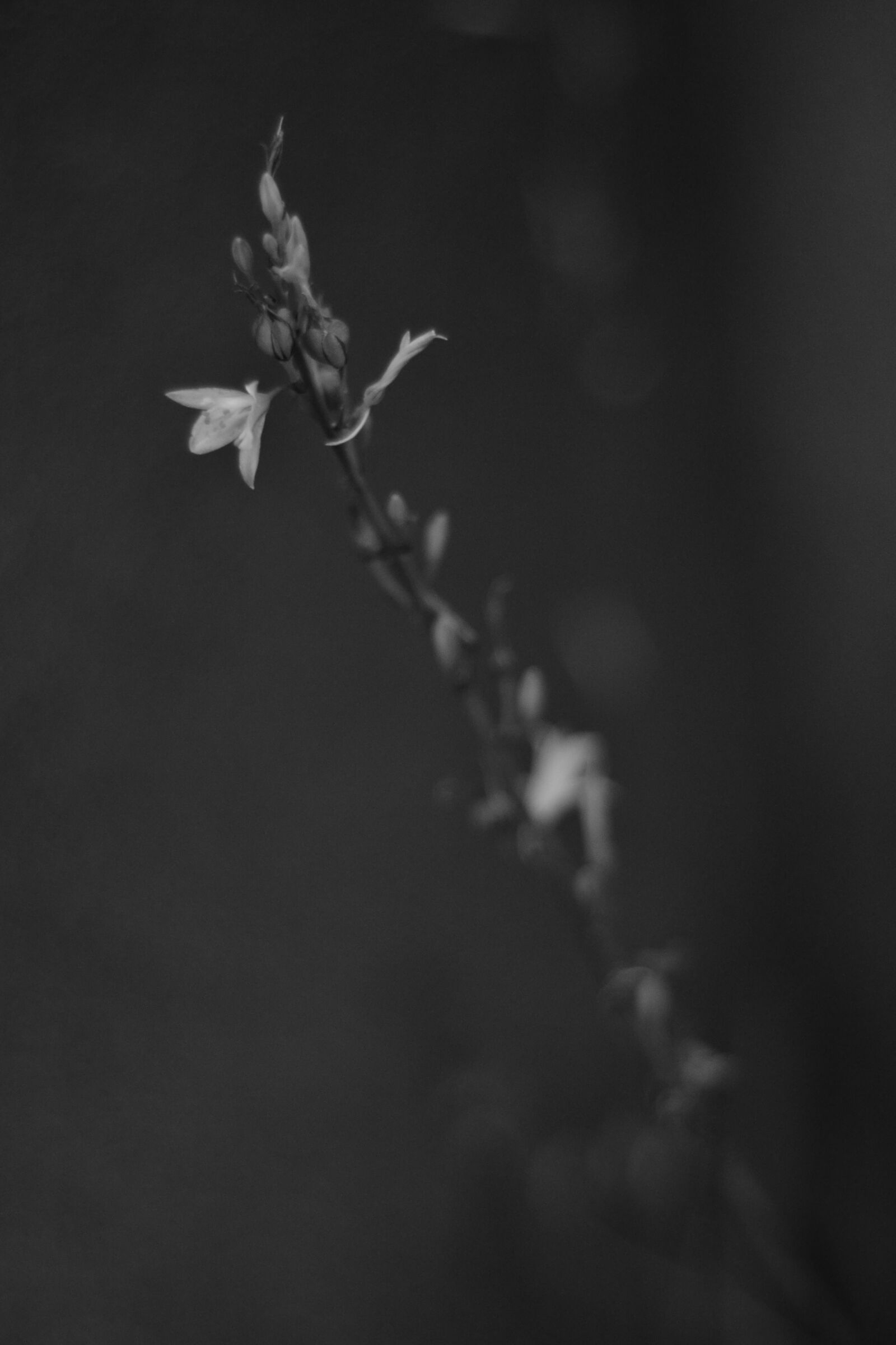 Nikon AF Nikkor 50mm F1.8D sample photo. Black, and, white, flower photography