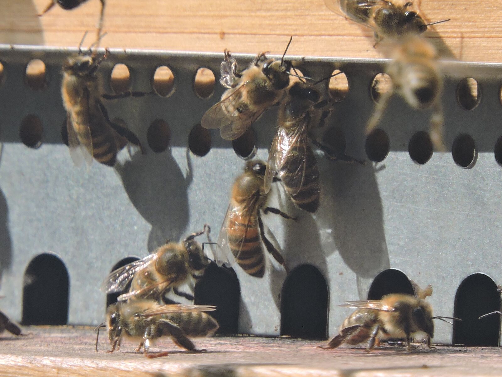 Nikon Coolpix P600 sample photo. Bee, honey bee, apis photography