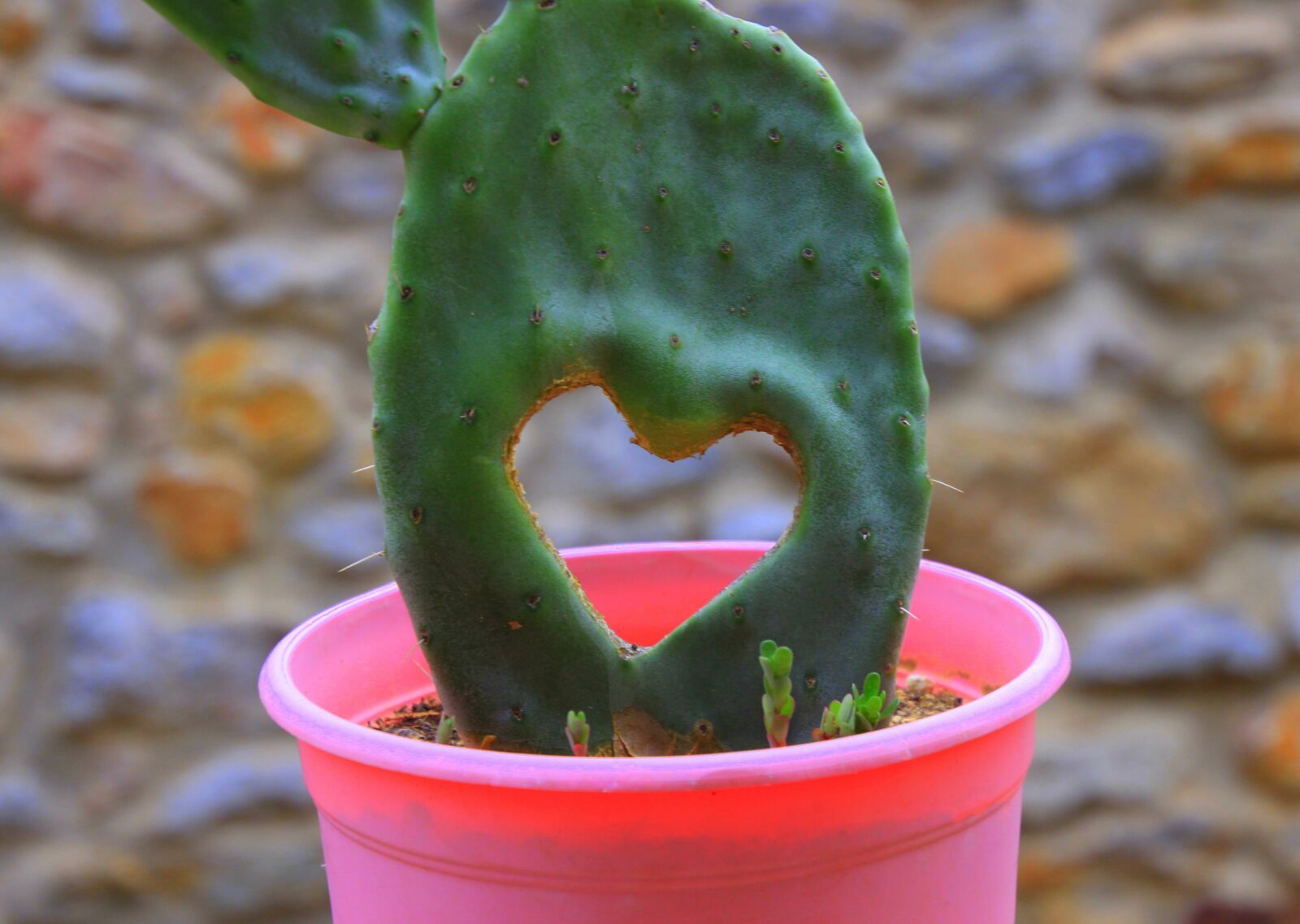 Canon EOS 600D (Rebel EOS T3i / EOS Kiss X5) sample photo. Heart, cactus, close up photography