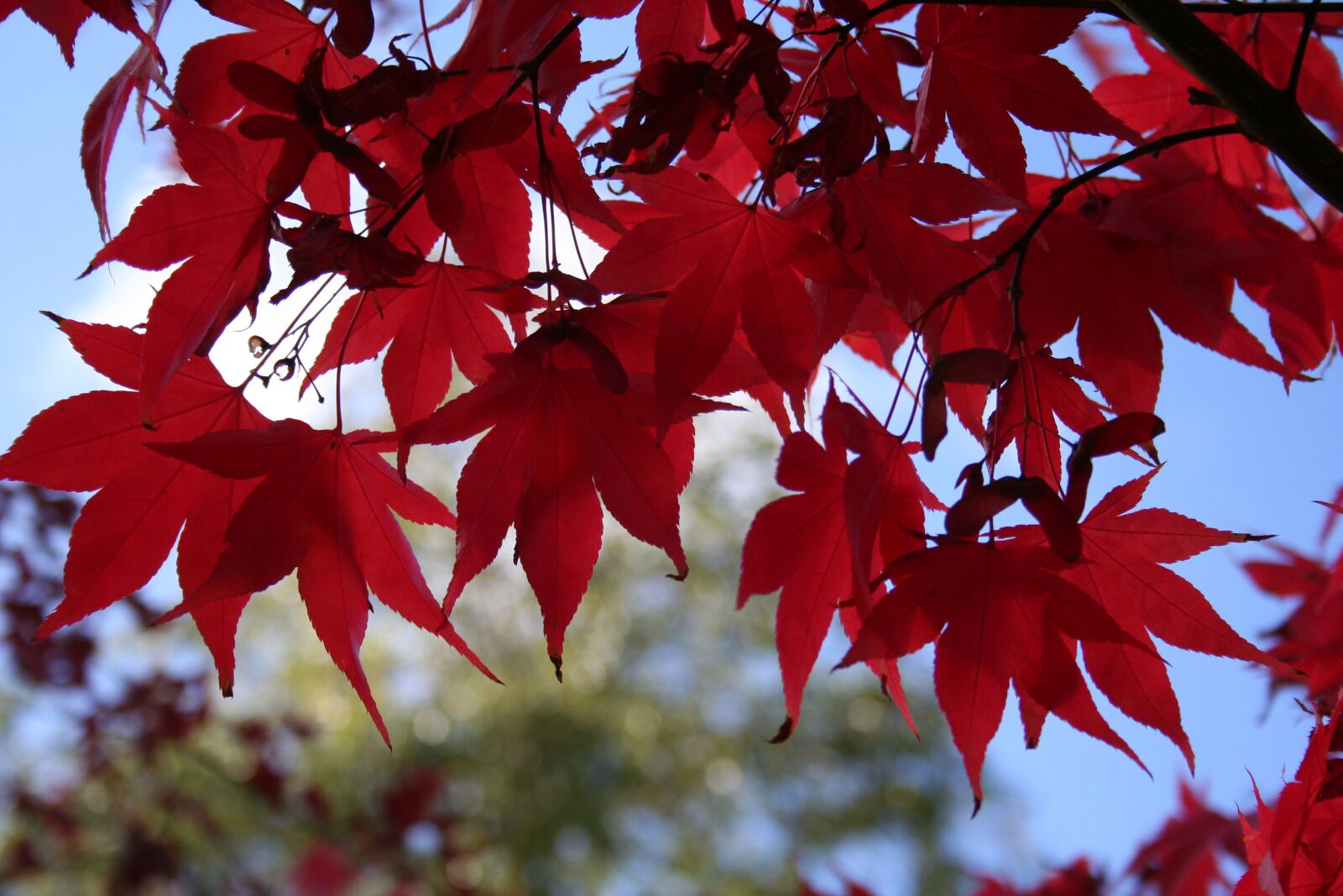 Canon EOS 350D (EOS Digital Rebel XT / EOS Kiss Digital N) sample photo. Japanese acer tree, autumn photography