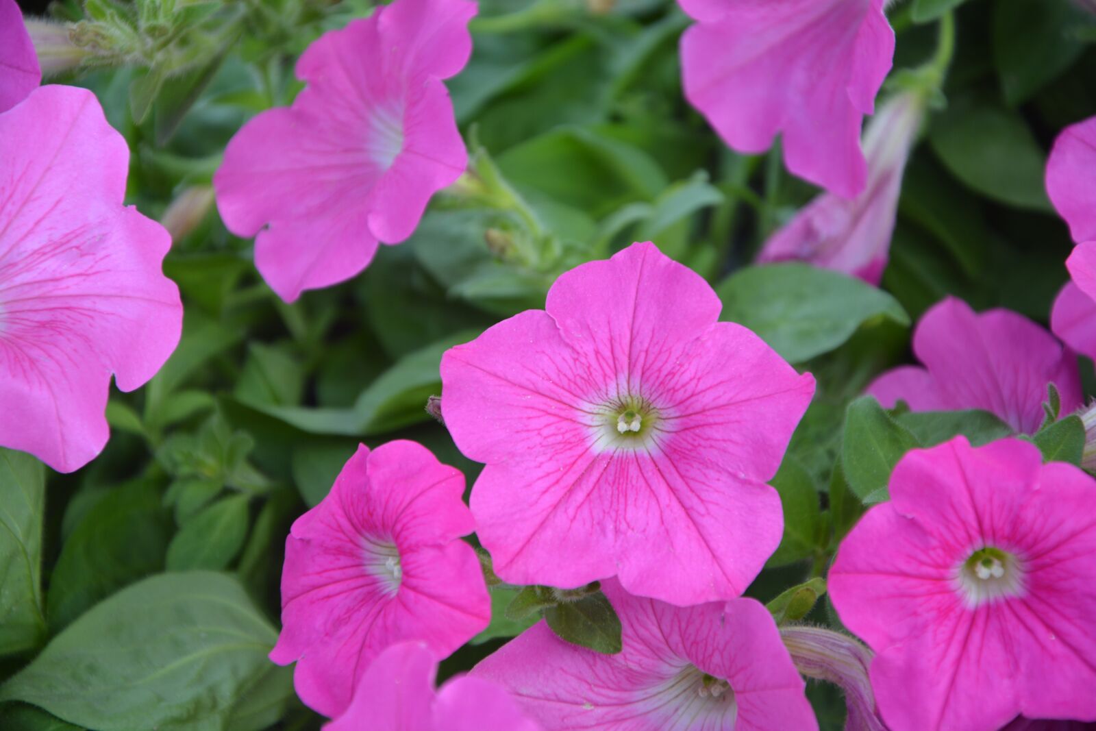 Nikon D5200 sample photo. Flowers, petunia, pink flowers photography