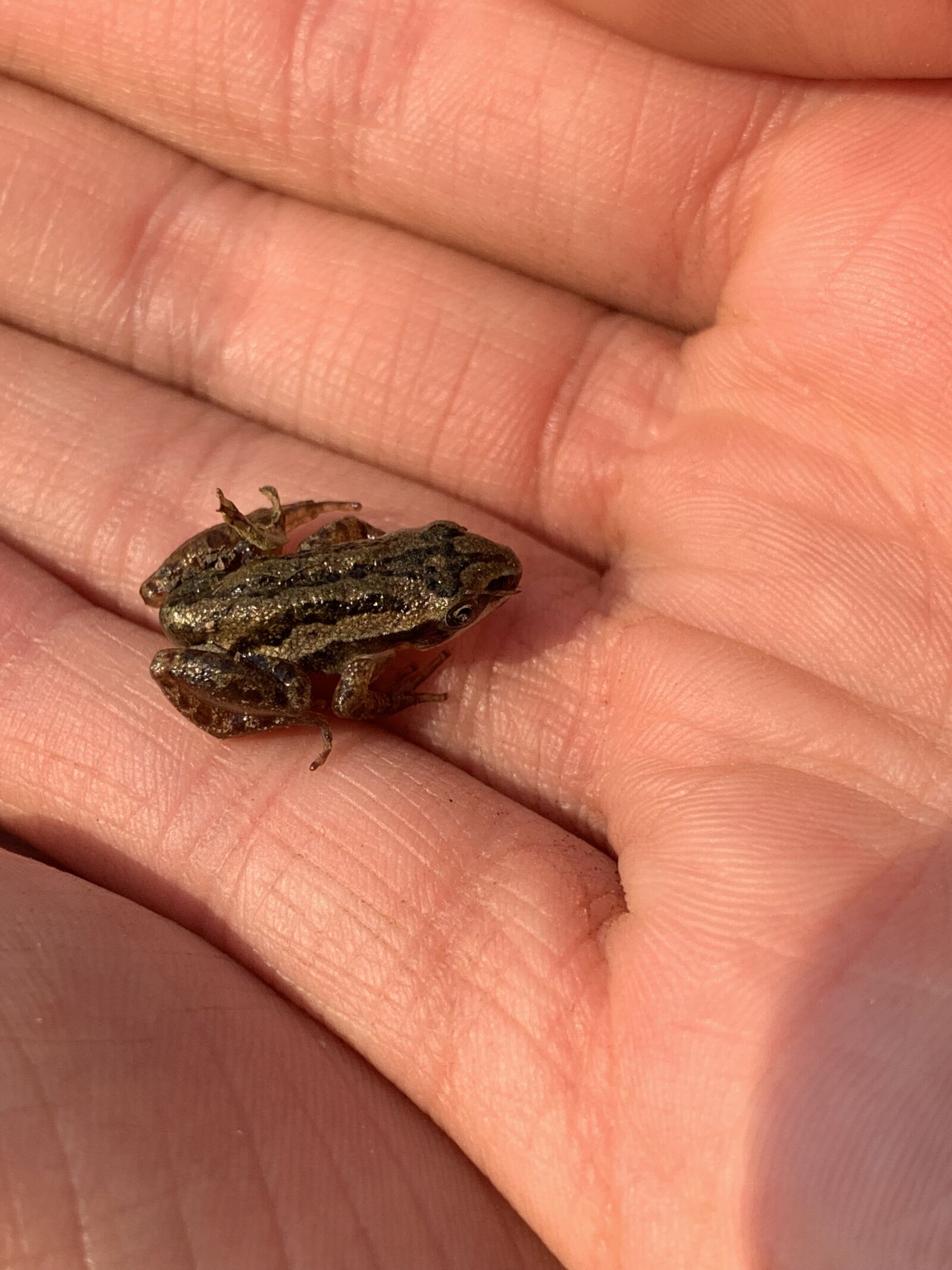 Apple iPhone XS Max sample photo. Frog, hand, tiny photography