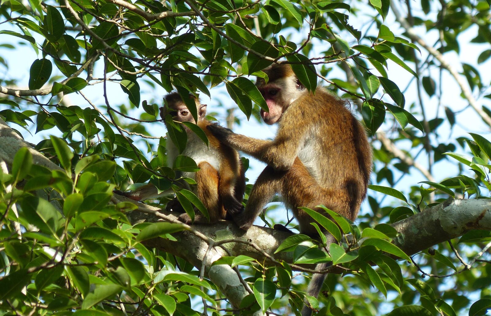 Panasonic Lumix DMC-FZ200 sample photo. Monkey, ape, tree photography