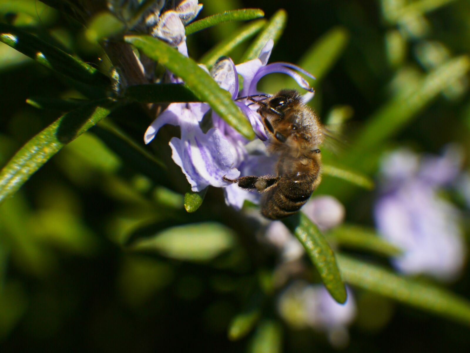 Panasonic Lumix DMC-G3 sample photo. Bee, nature, close up photography