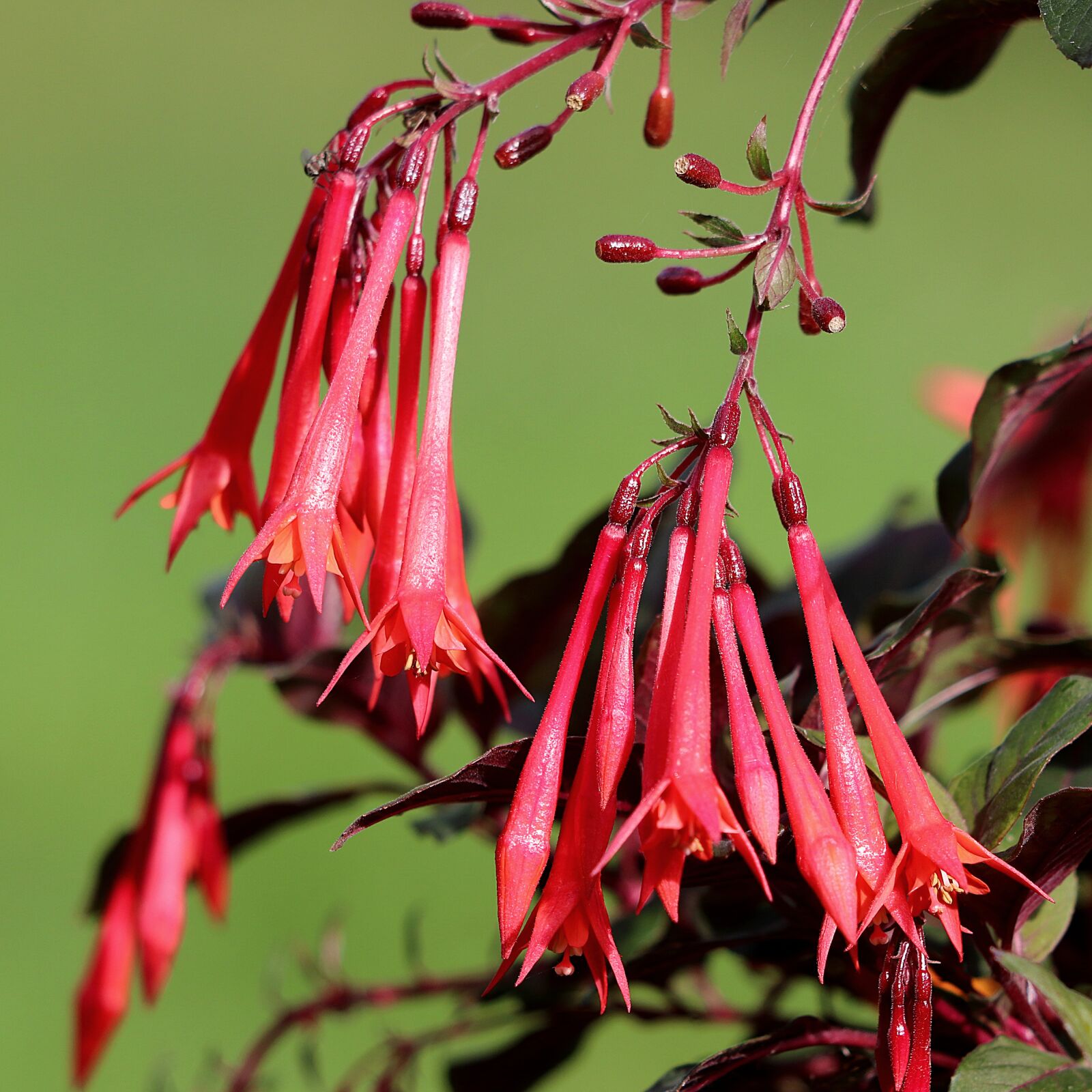 Canon EF 70-300 F4-5.6 IS II USM sample photo. Fuchsia, flowers, red photography