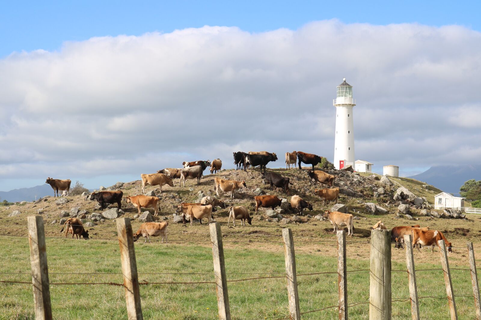 Canon EOS 750D (EOS Rebel T6i / EOS Kiss X8i) sample photo. Lighthouse, farm, cows photography