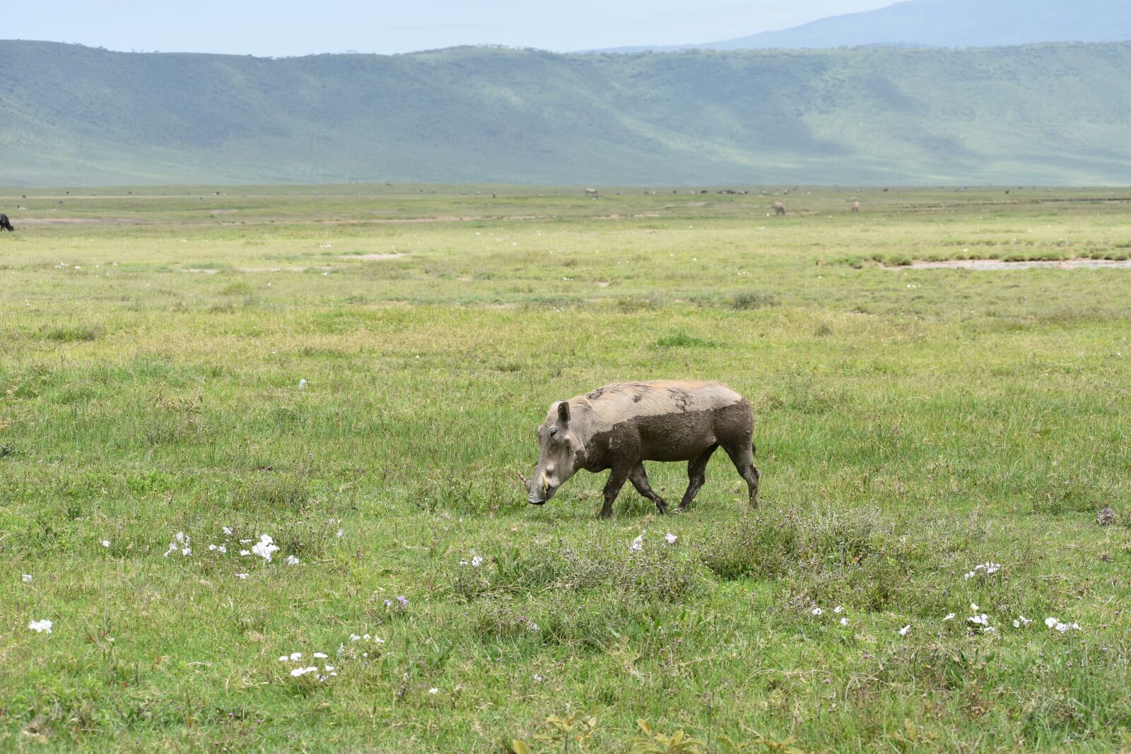 Nikon D7200 sample photo. Africa, animals, mammal photography