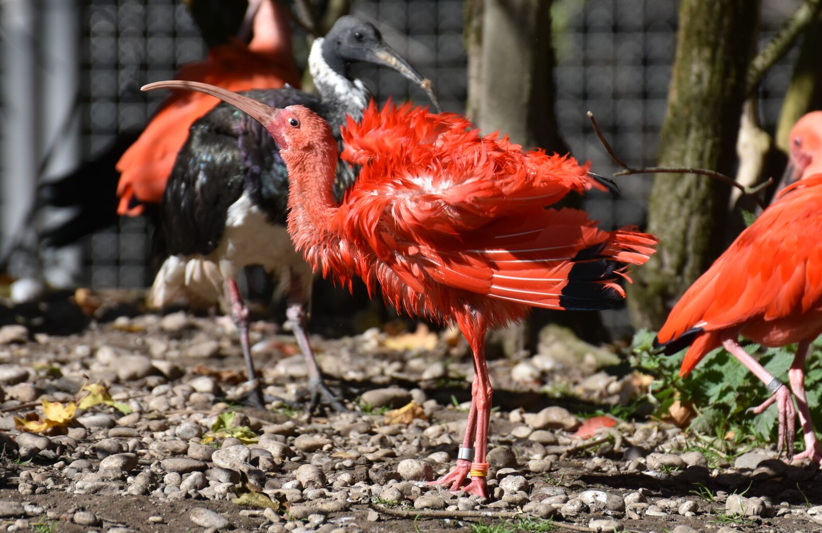 Nikon D7200 sample photo. Ibis, eudocimus ruber, scarlet photography
