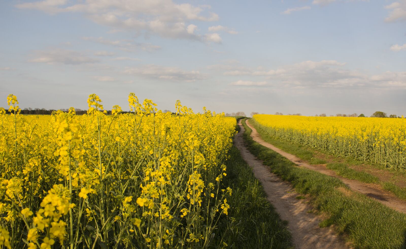Canon EOS 700D (EOS Rebel T5i / EOS Kiss X7i) sample photo. Rapeseed, yellow, plant photography
