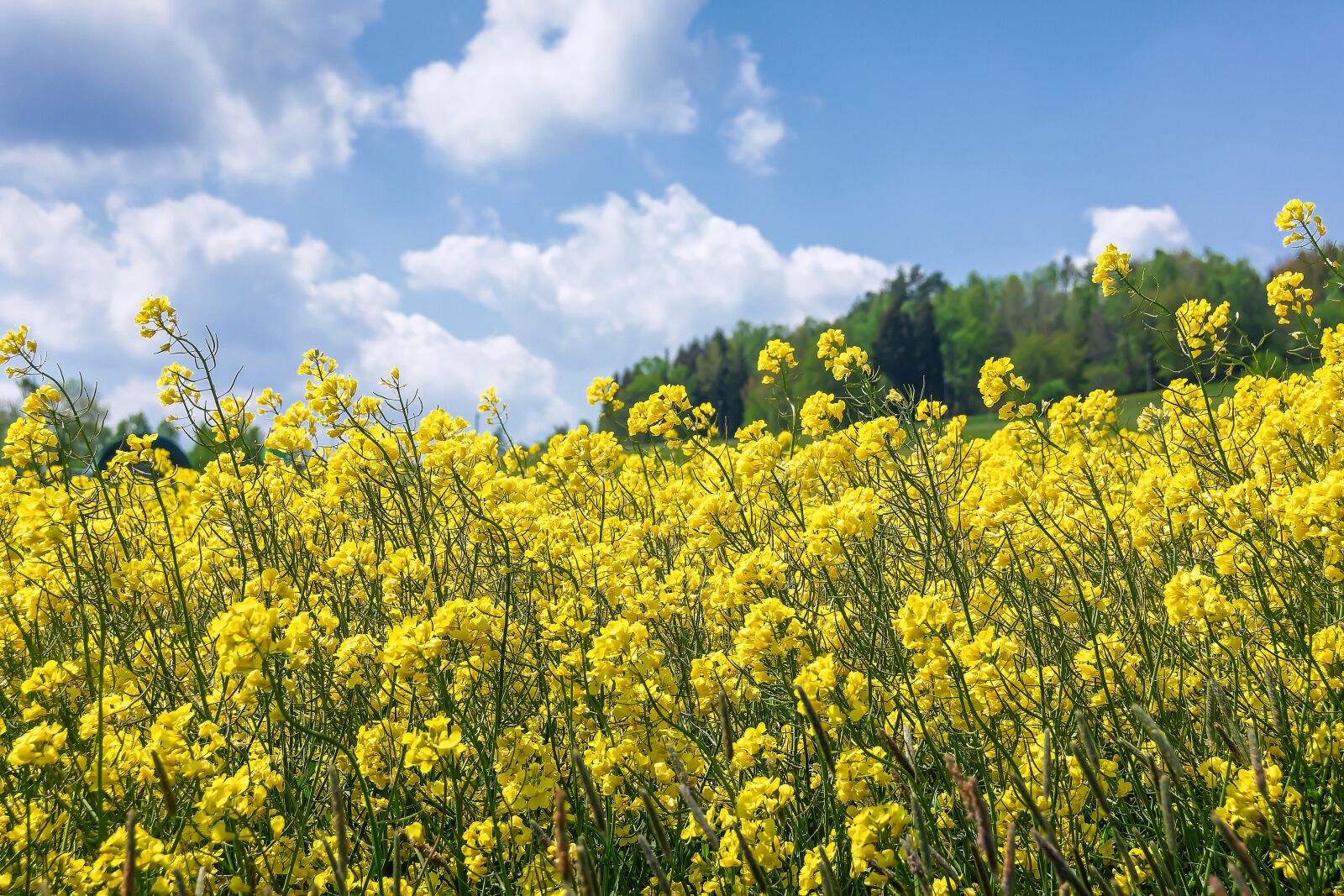 Nikon D7200 sample photo. Oilseed rape, bio, clouds photography