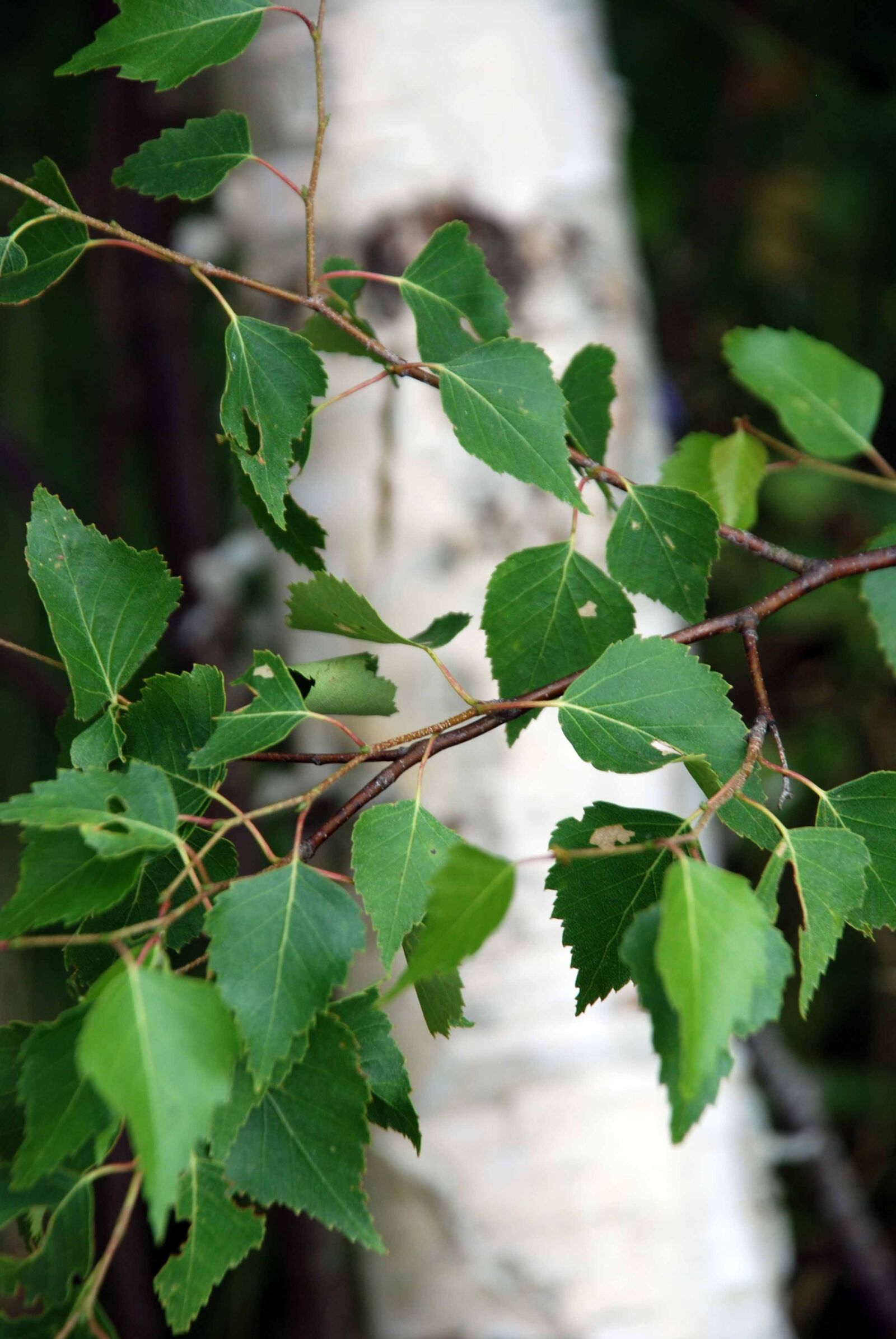 Nikon D80 sample photo. Birch, sommarbjörk, hardwood photography
