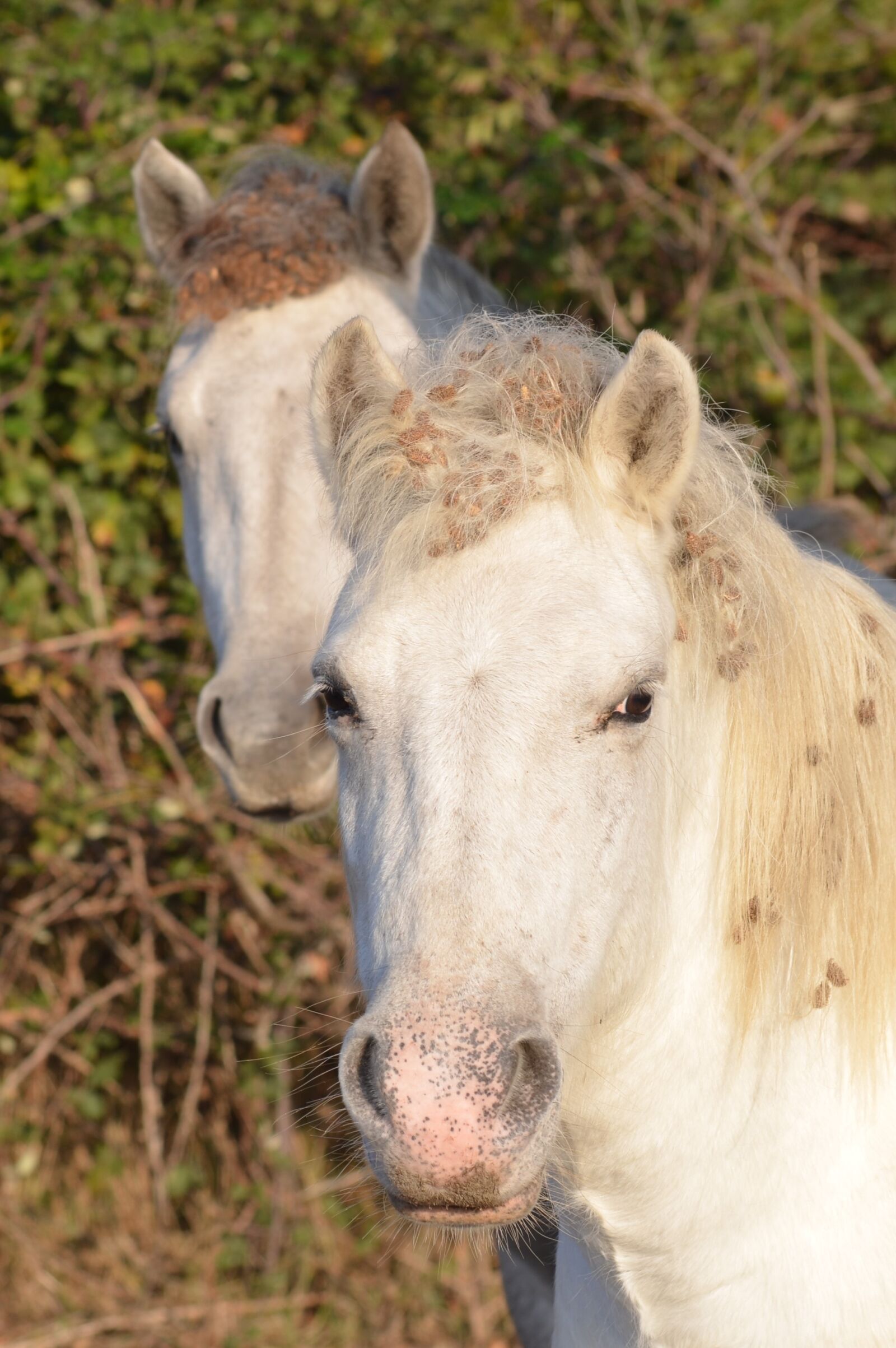 Nikon D5100 sample photo. Horses, camargue, animals photography