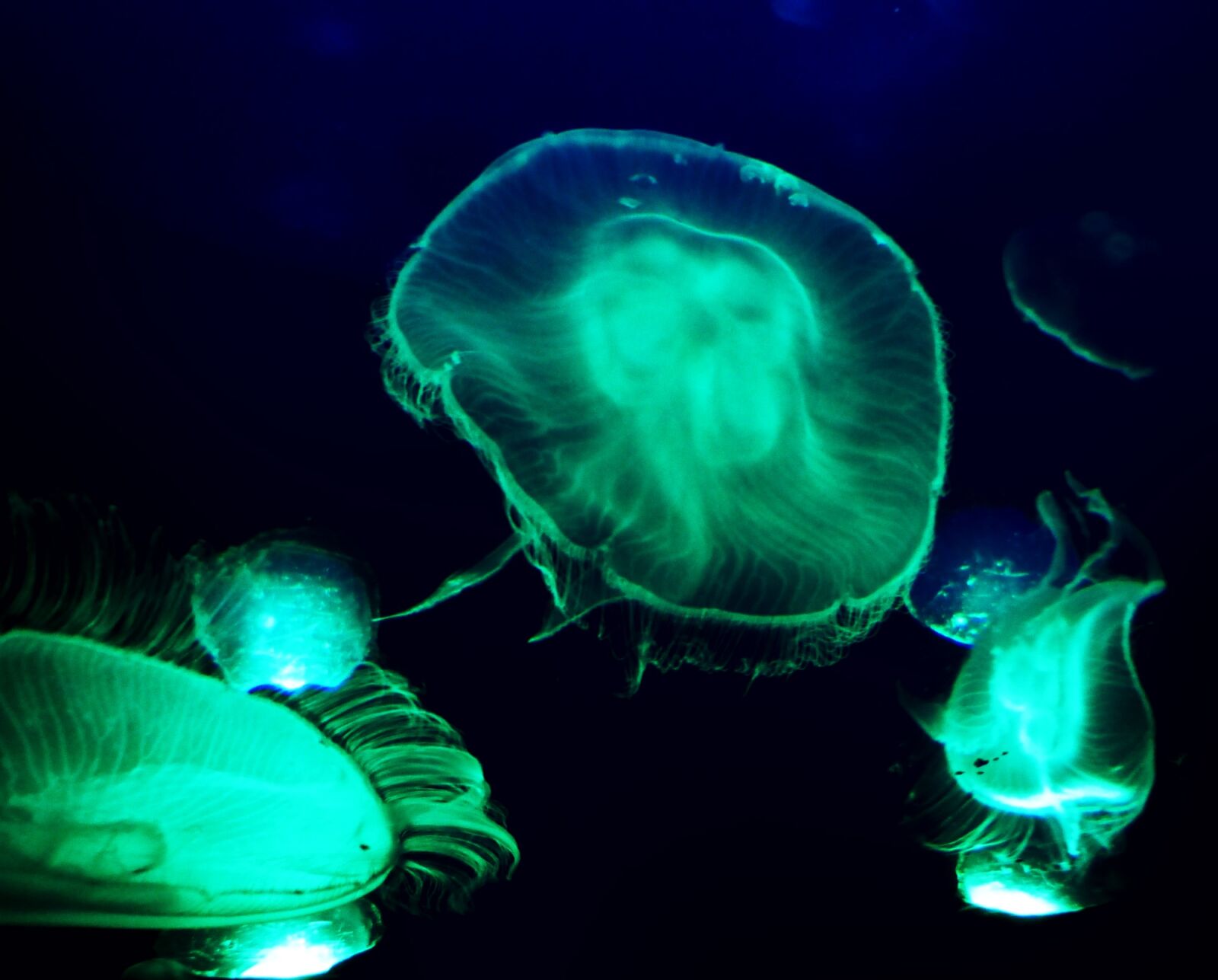 Panasonic DMC-TZ31 sample photo. Jellyfish, underwater, deep photography