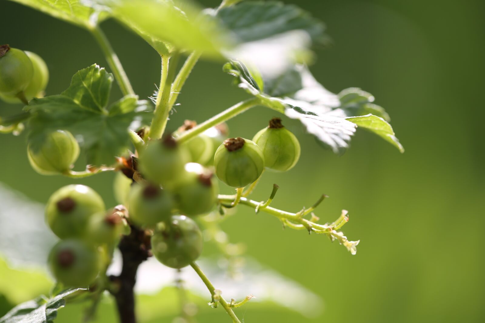 Canon EF 100mm F2.8L Macro IS USM sample photo. Garden, plant, nature photography