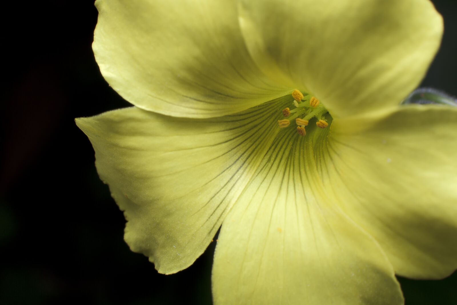 Canon EF 50mm F1.4 USM sample photo. Flower, yellow, garden photography
