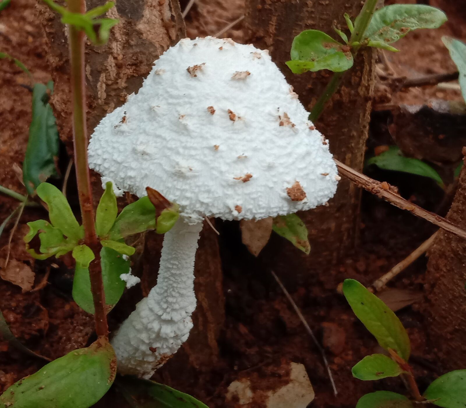 vivo 1816 sample photo. Mushroom, lonely, forest photography