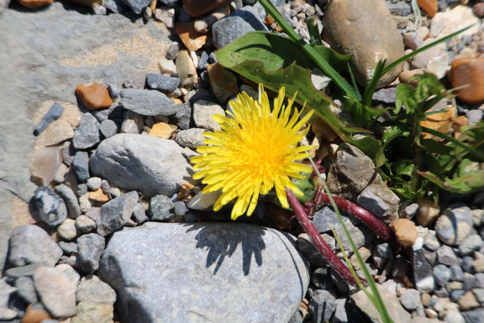 Canon EOS 750D (EOS Rebel T6i / EOS Kiss X8i) sample photo. Dandelion, rock, garden photography