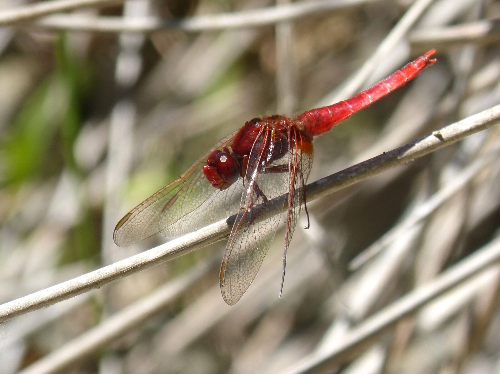 Panasonic DMC-FZ62 sample photo. Red dragonfly, stem, erythraea photography