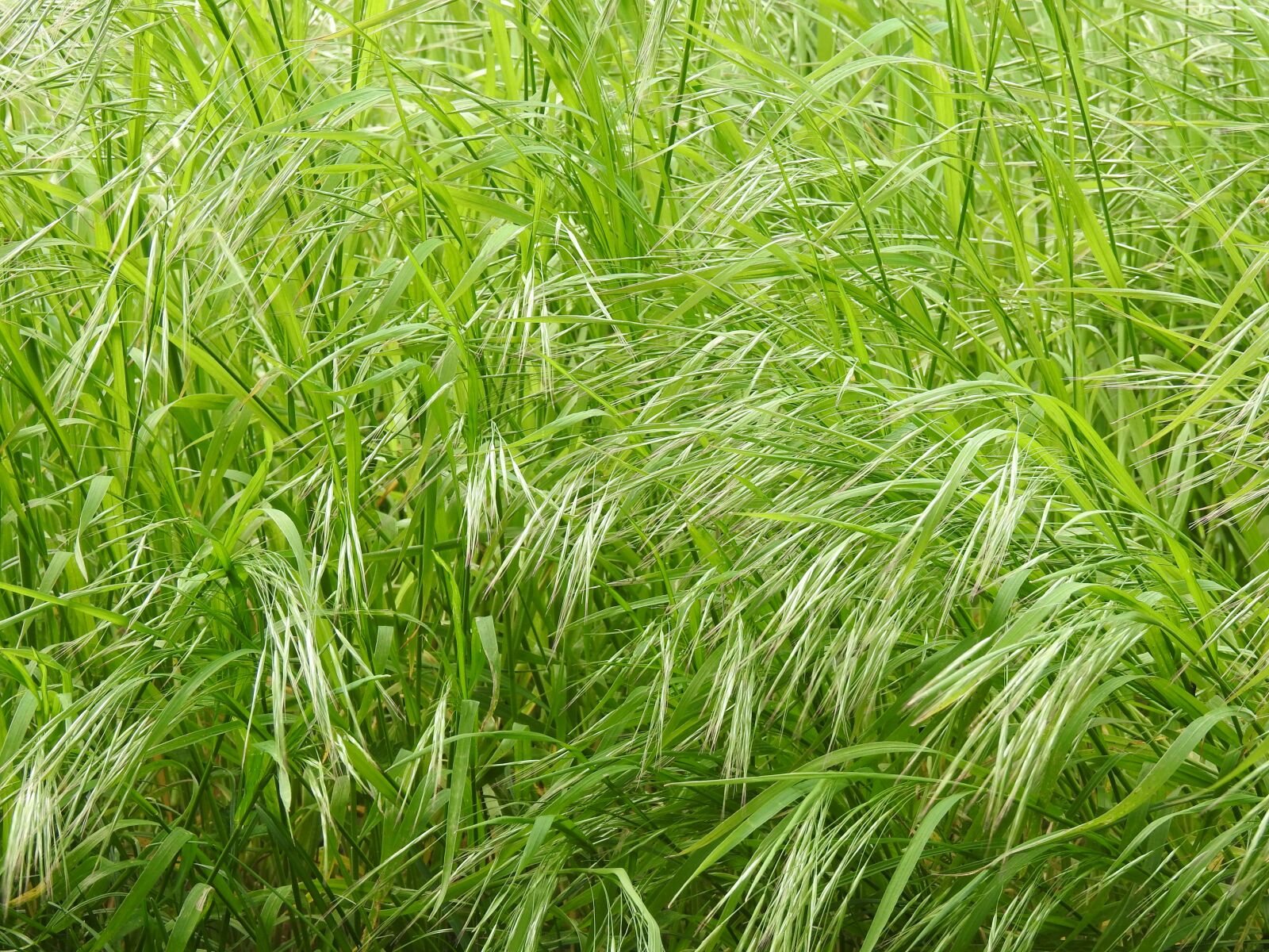 Nikon Coolpix P900 sample photo. Green, grass, meadow photography