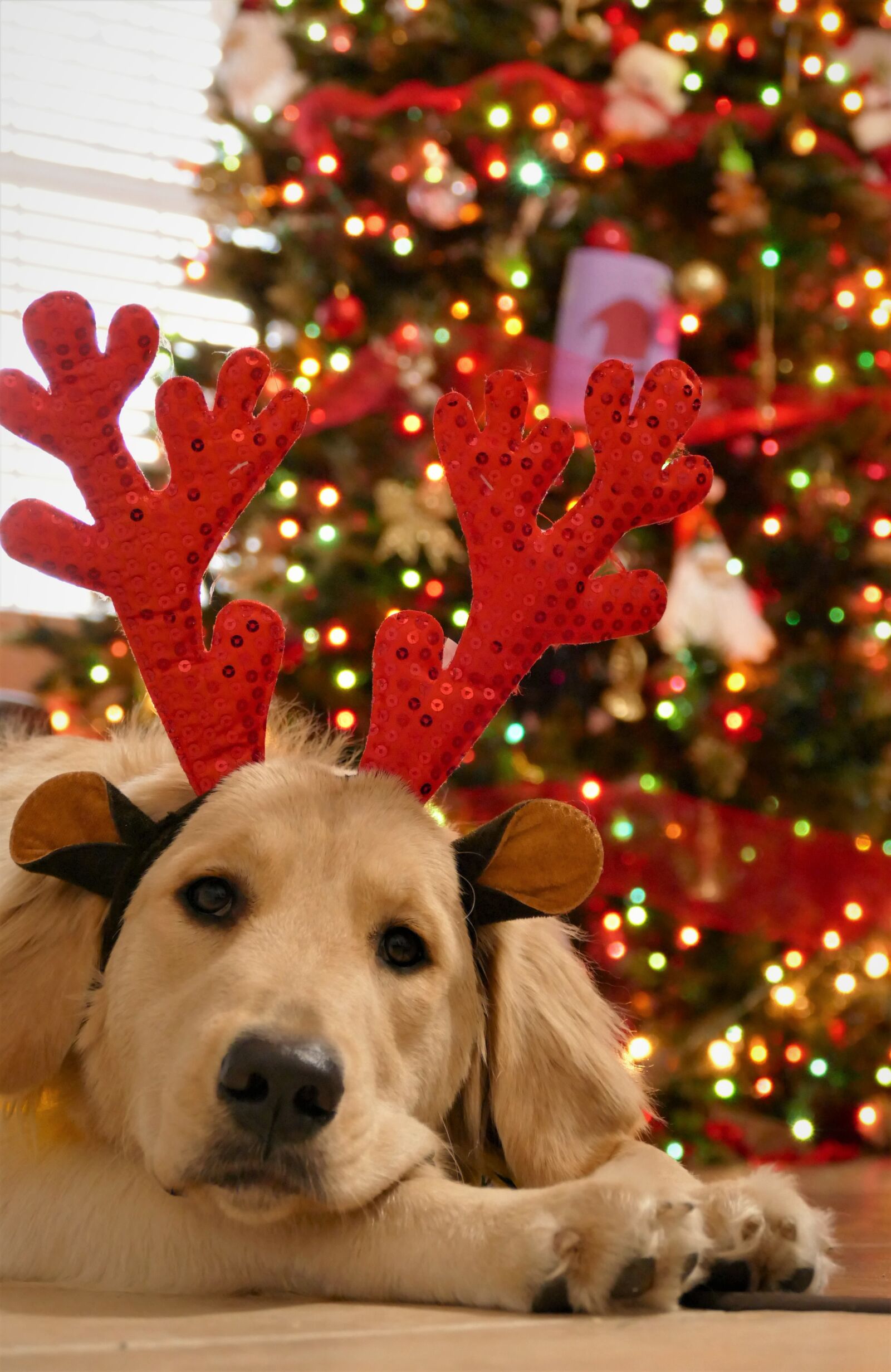 Panasonic Lumix DMC-FZ1000 sample photo. Christmas, dog christmas, dog photography