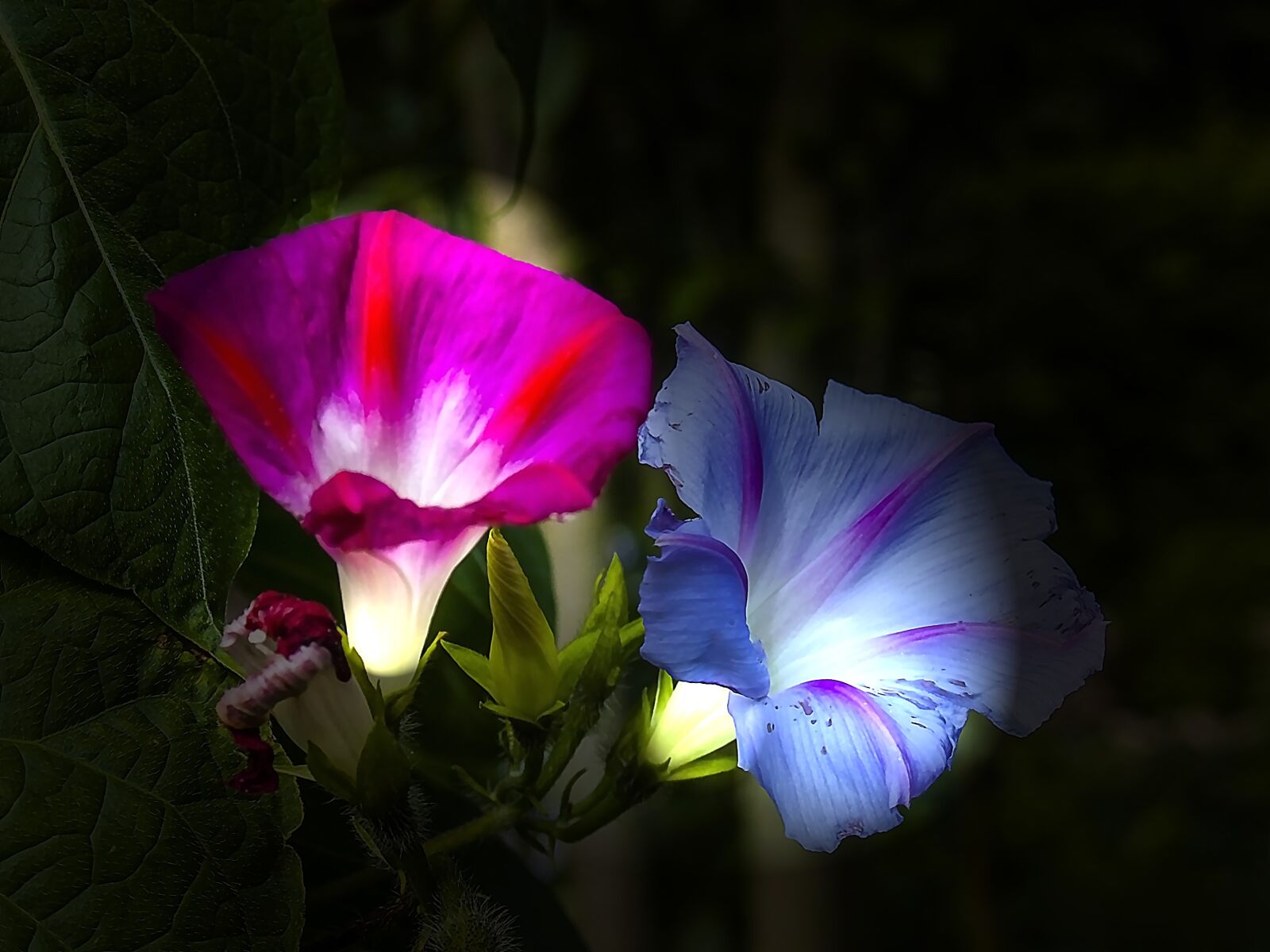Sony DSC-V3 sample photo. Flower, garden, blossom photography