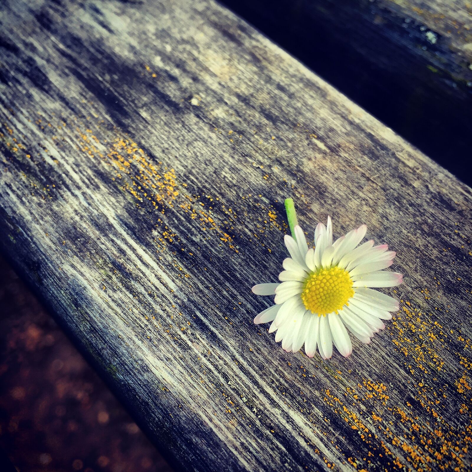 iPhone 6 Plus back camera 4.15mm f/2.2 sample photo. Flower, macro, blossom photography