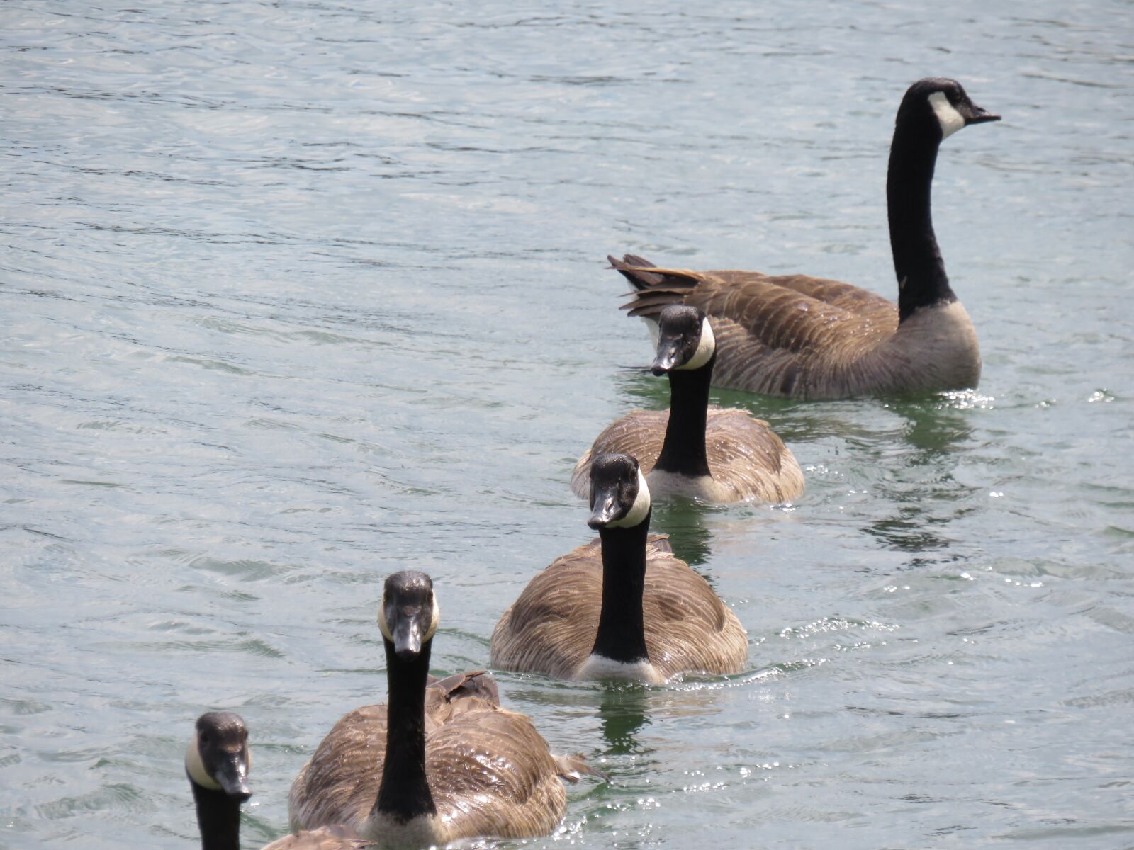 Canon PowerShot SX540 HS sample photo. Geese, water, reflection photography