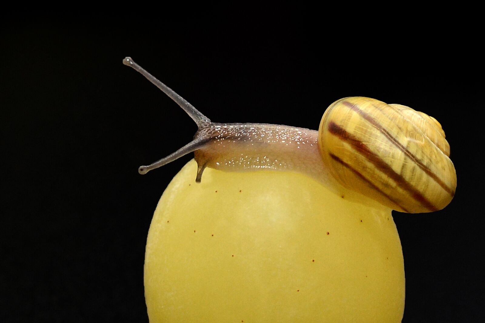 Nikon D7100 sample photo. Snail, crawl, shell photography