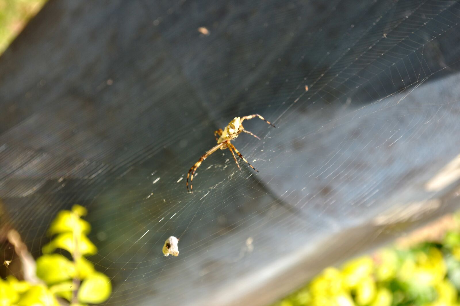 Nikon D5000 sample photo. Spider, prey, network photography