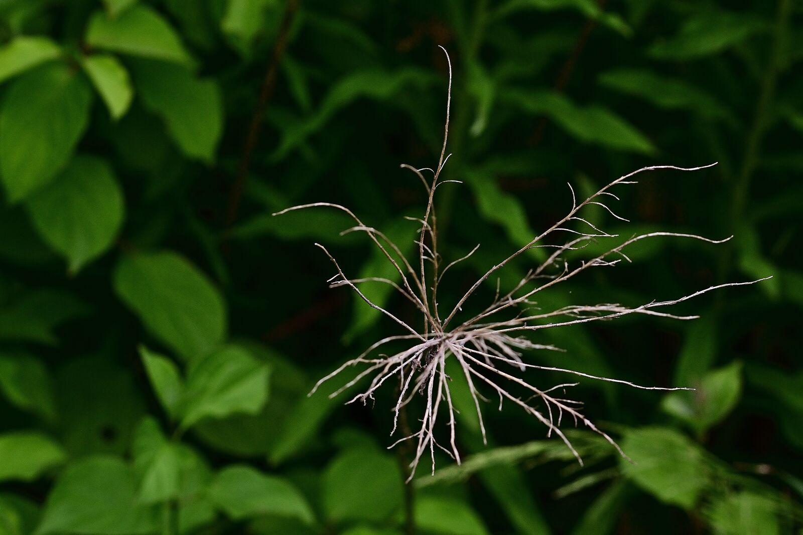 Nikon D5200 sample photo. Garden, branch, dry photography