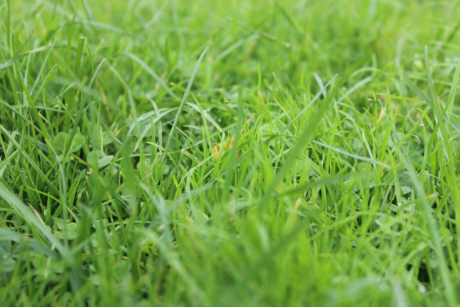 Canon EOS 600D (Rebel EOS T3i / EOS Kiss X5) sample photo. Grass, green, nature photography