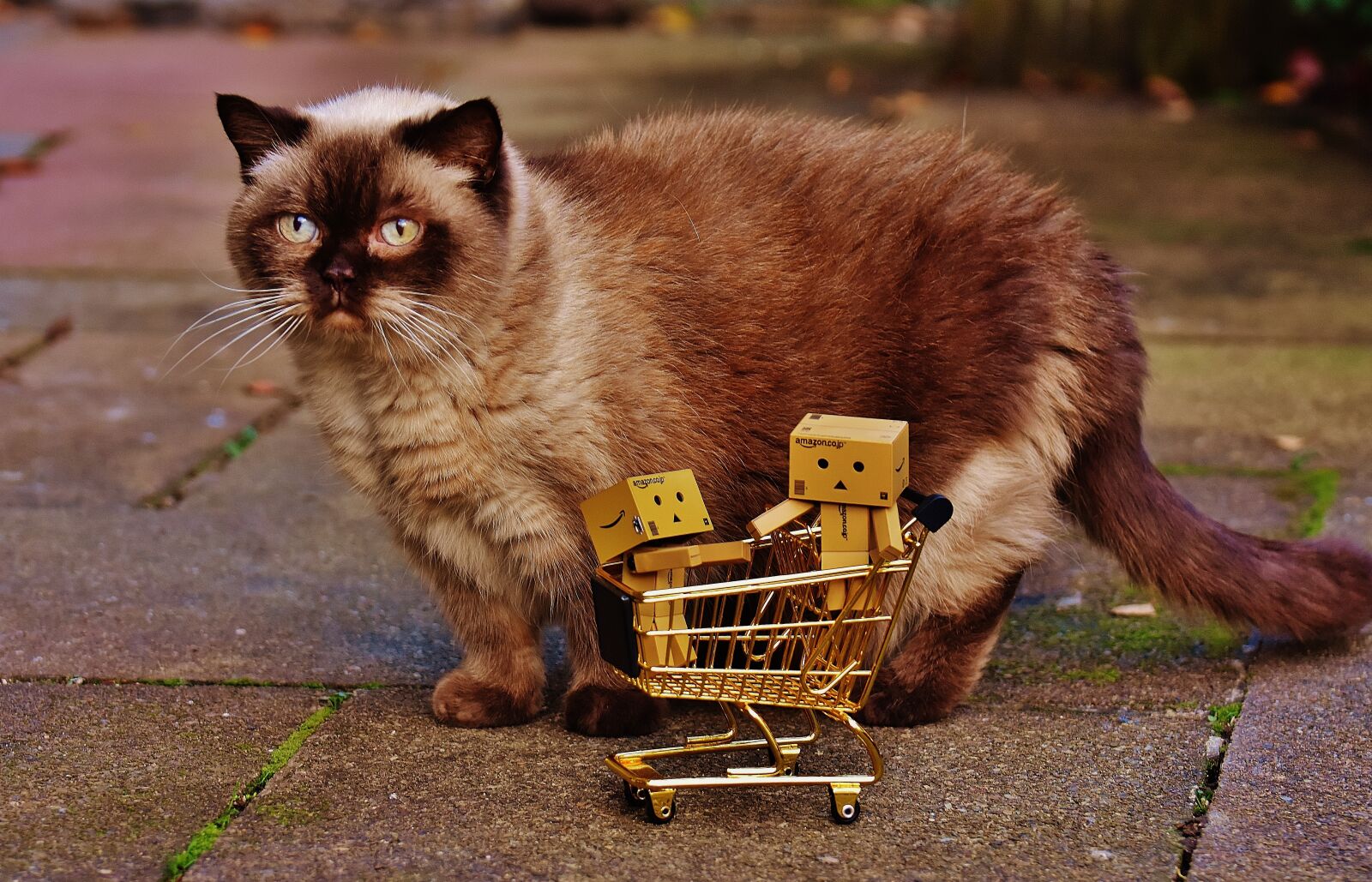 Nikon D7200 sample photo. Danbo, figures, shopping cart photography