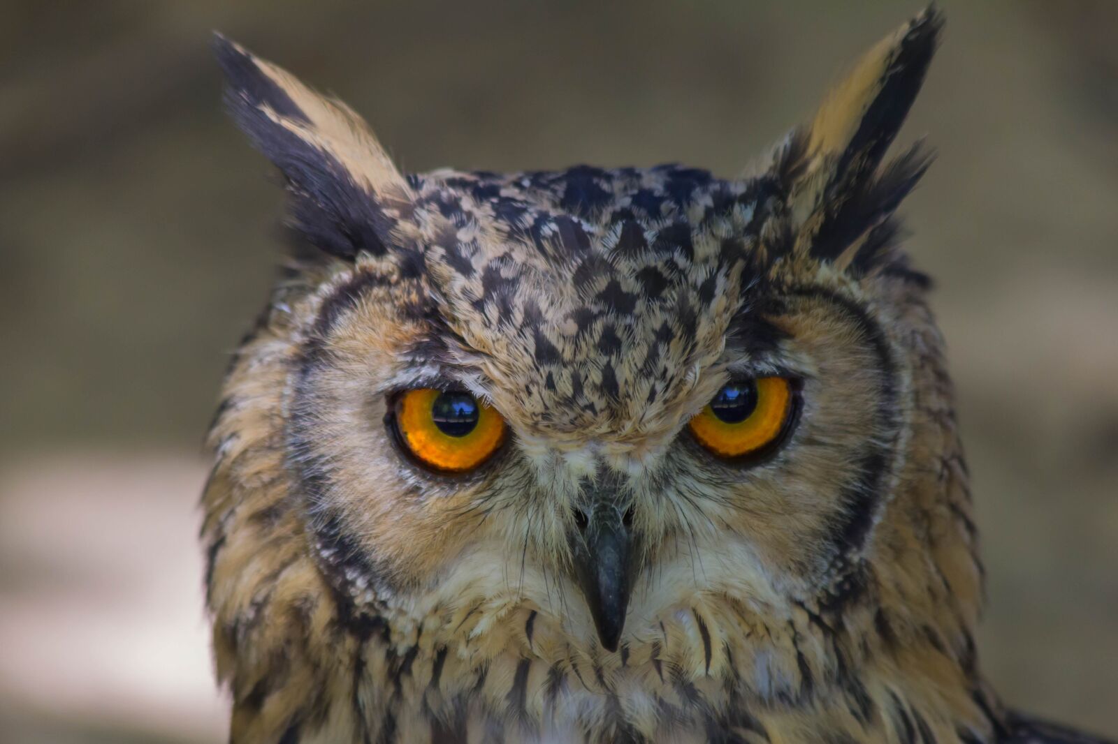 Canon EF 70-300mm F4-5.6 IS USM sample photo. Bird of prey, wild photography