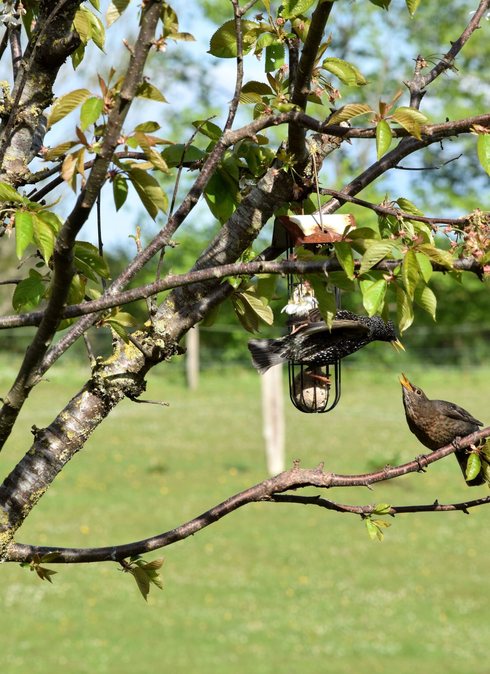 Nikon D5300 sample photo. Birds, stare, young birds photography