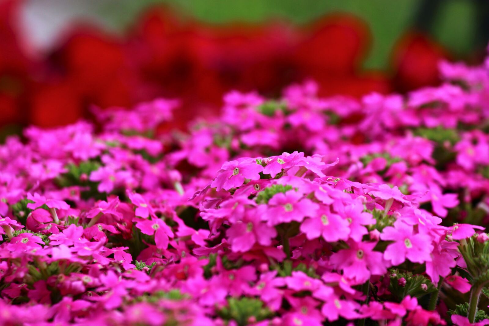 Canon EOS 600D (Rebel EOS T3i / EOS Kiss X5) sample photo. Flower, vivid color photography