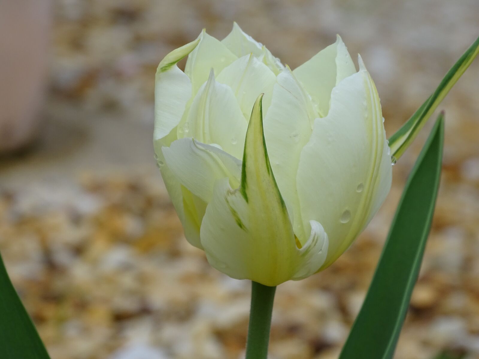 Sony Cyber-shot DSC-HX400V sample photo. Tulip, nature, flower photography