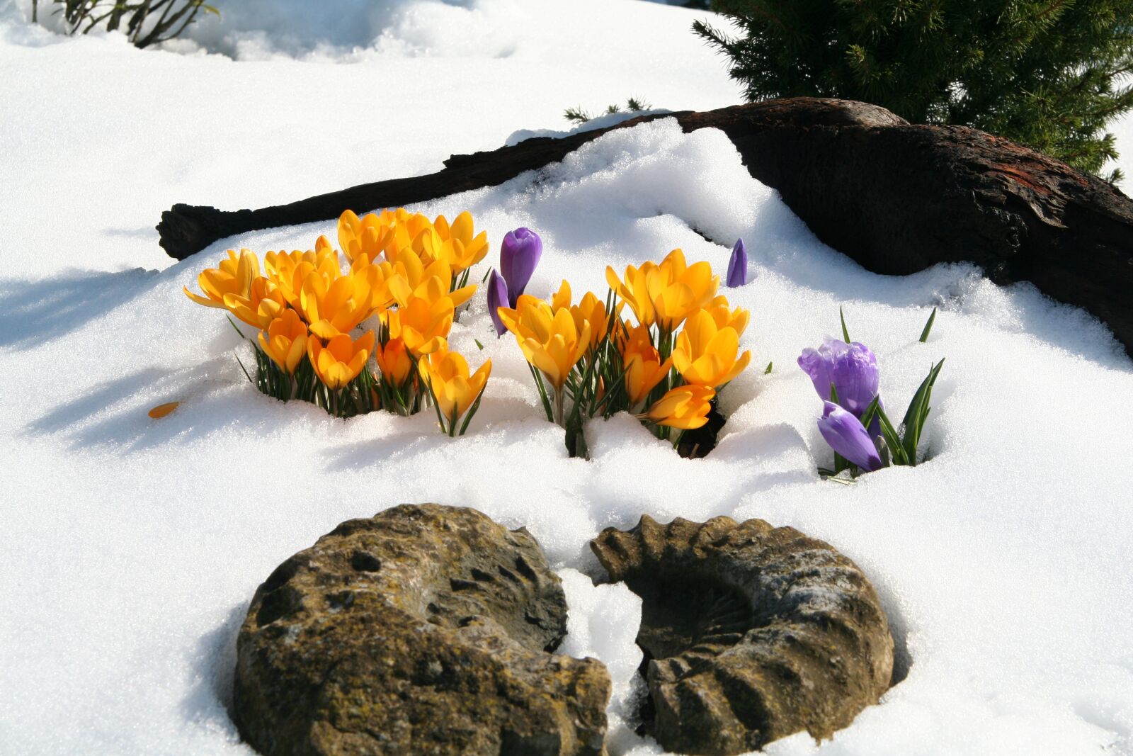 Canon EOS 350D (EOS Digital Rebel XT / EOS Kiss Digital N) sample photo. Flower, winter, crocus photography