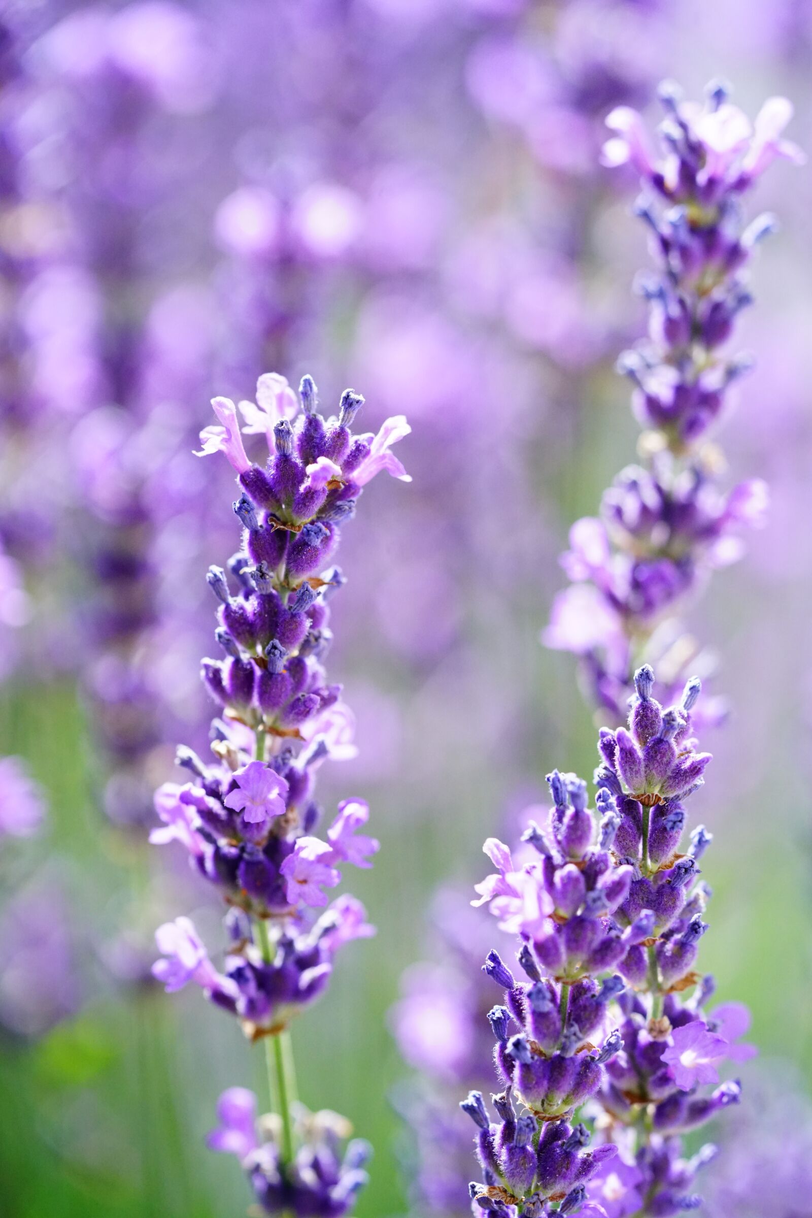 Sony a7R II sample photo. Lavender, lavender flowers, flowers photography
