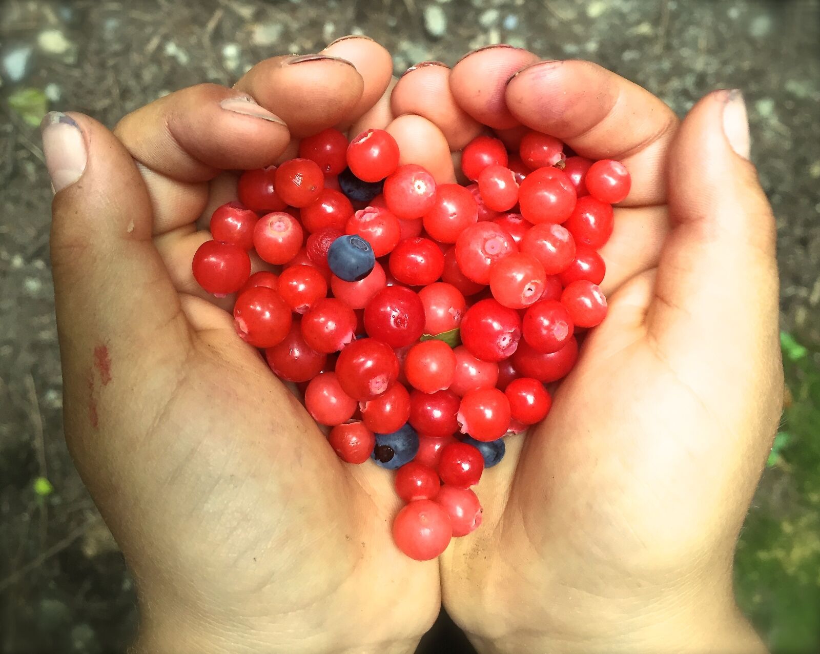 Apple iPhone 6 sample photo. Huckleberry, heart, berries photography