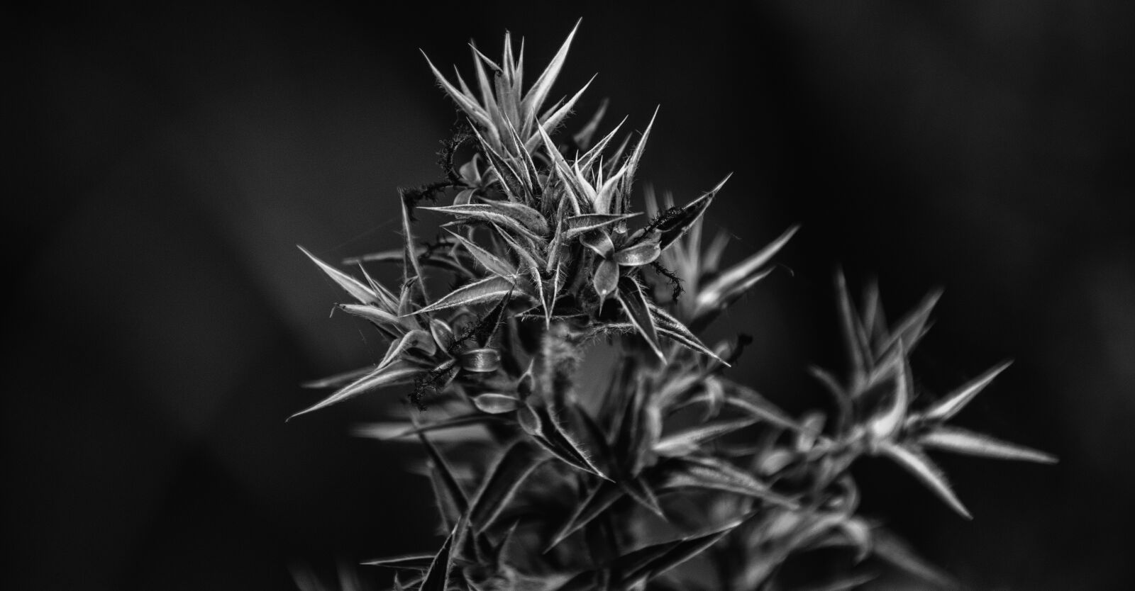 Nikon D7000 sample photo. Black and white, plant photography