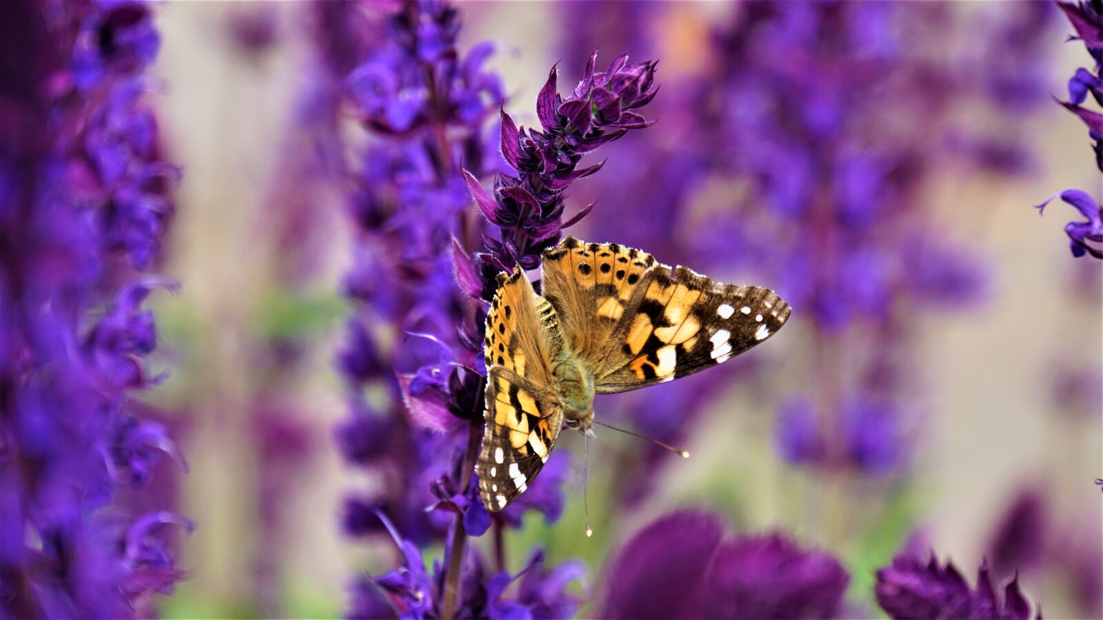 Sony E 18-200mm F3.5-6.3 OSS LE sample photo. Butterfly, insect, blossom photography