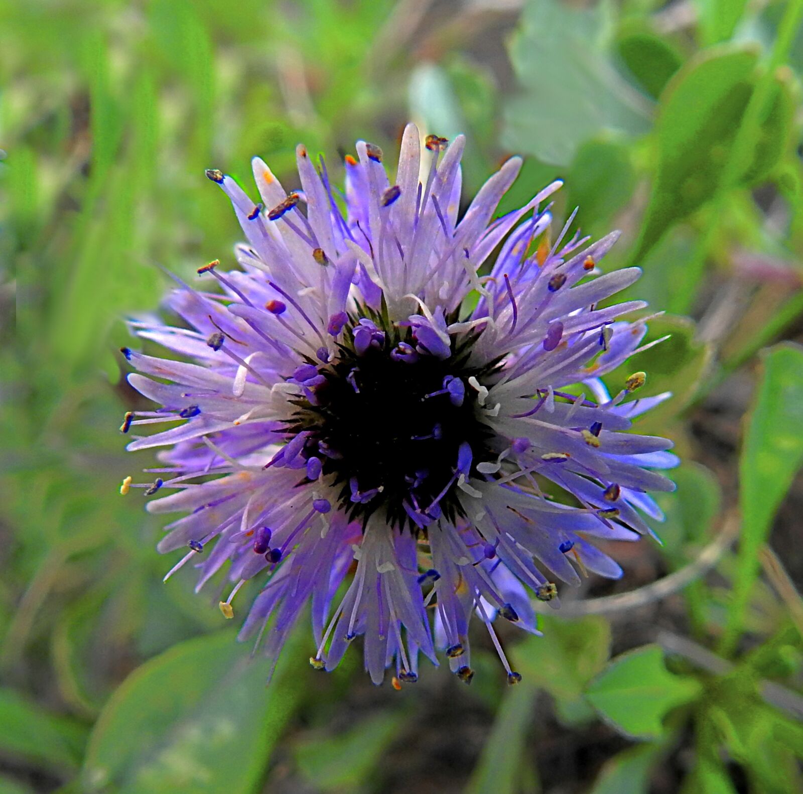 Nikon Coolpix P900 sample photo. Flower, globularia, cordifolia photography