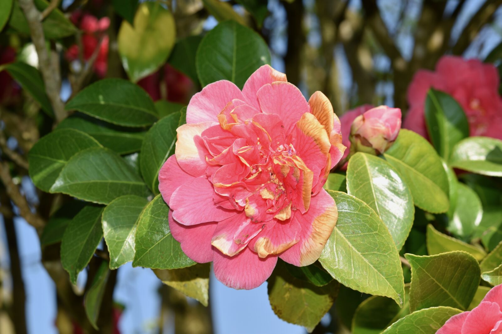 Nikon D5600 sample photo. Flower, flowers of camellia photography