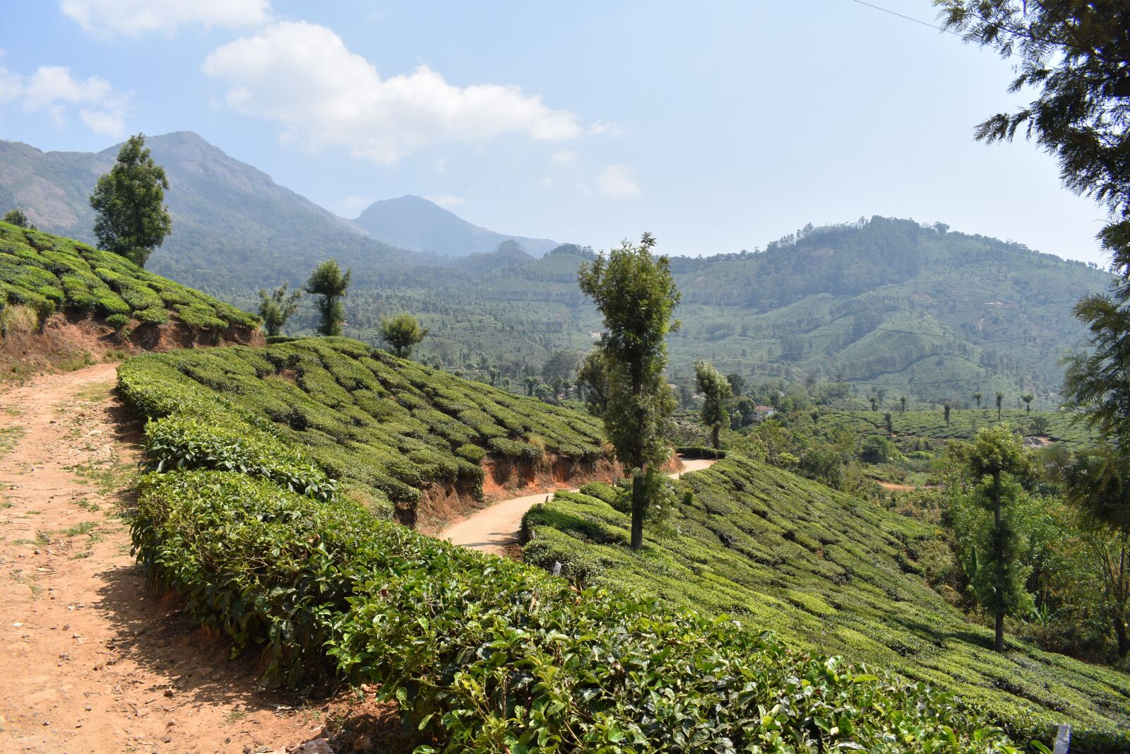 Nikon D3400 sample photo. Munnar, kerala, india photography
