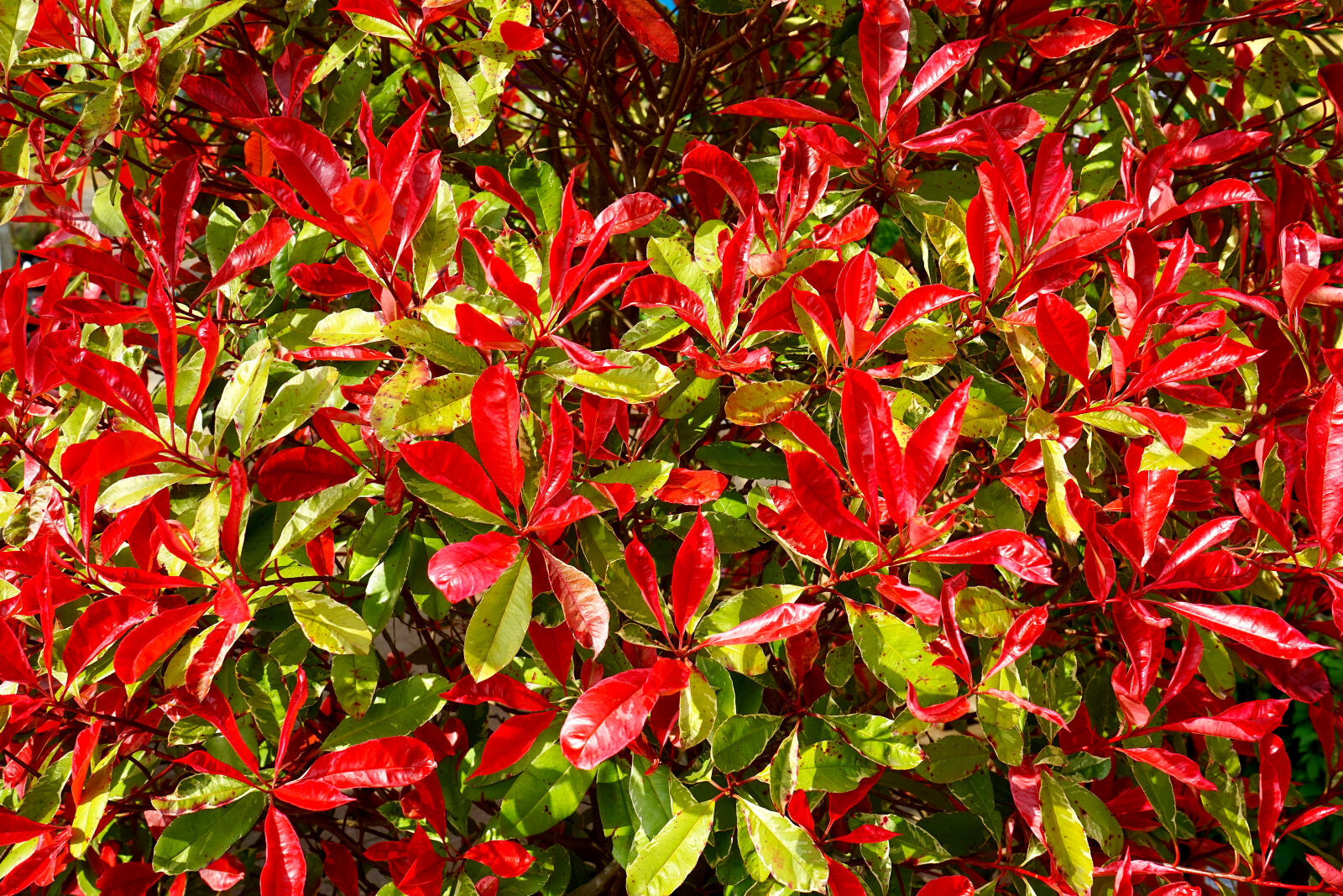 Sony a7 sample photo. Delicate, environment, growth, leaves photography