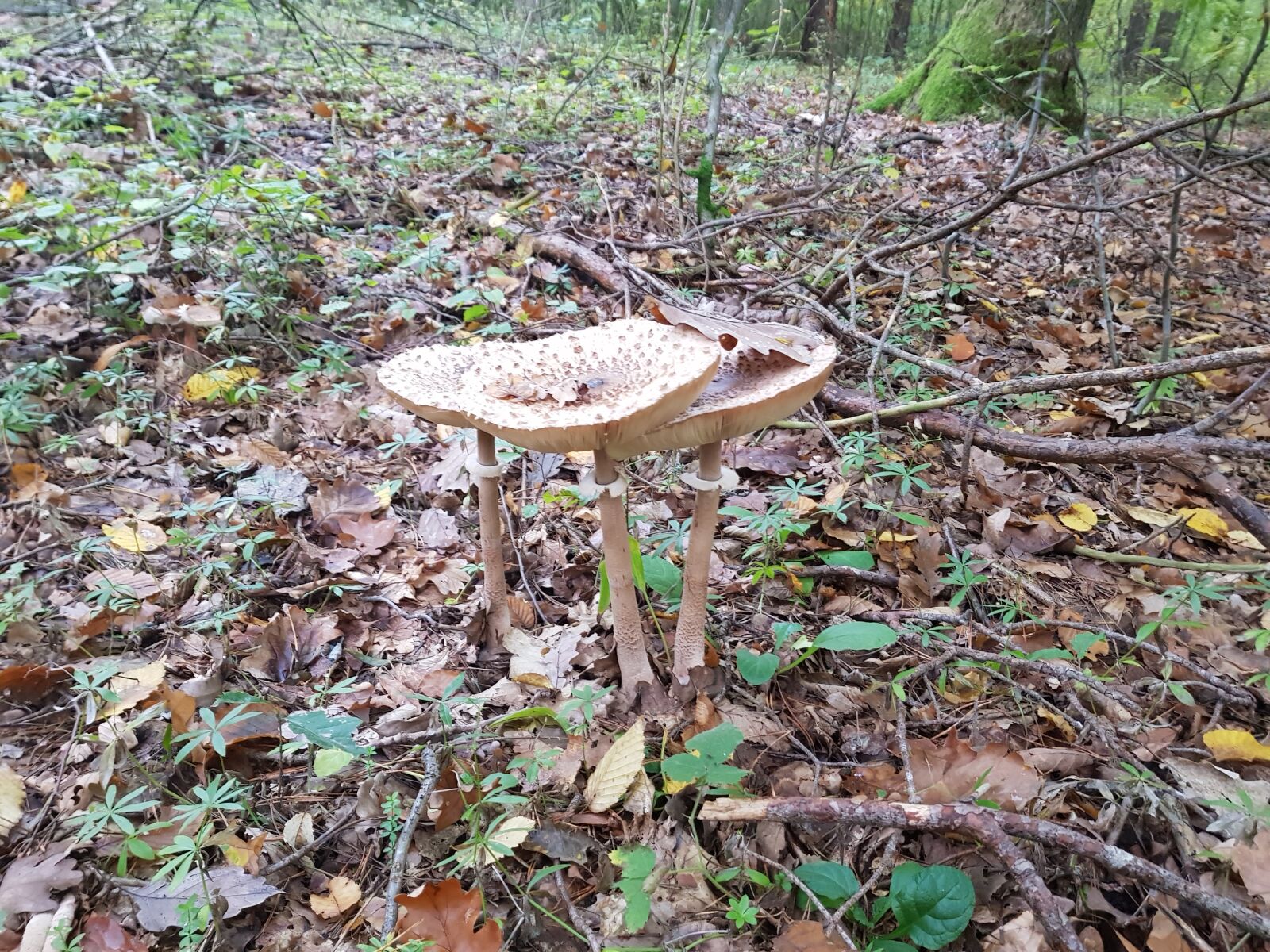 Samsung Galaxy S8 sample photo. Forest, mushroom photography