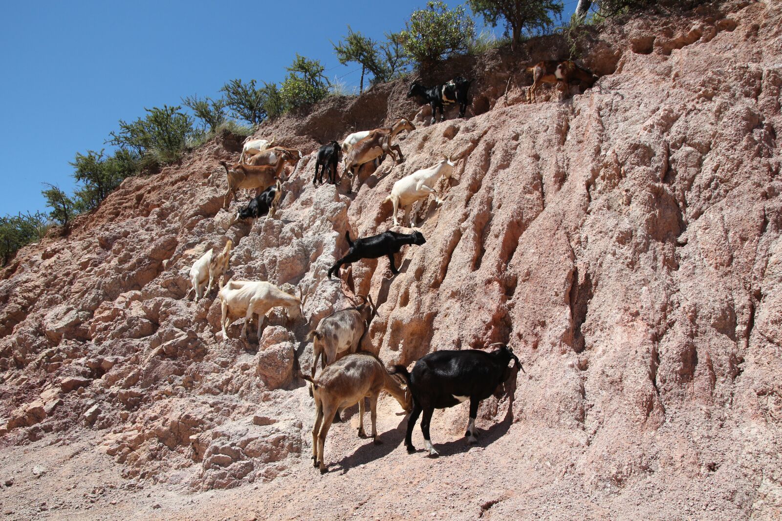 Canon EOS 650D (EOS Rebel T4i / EOS Kiss X6i) sample photo. Mountain, goats, animals photography
