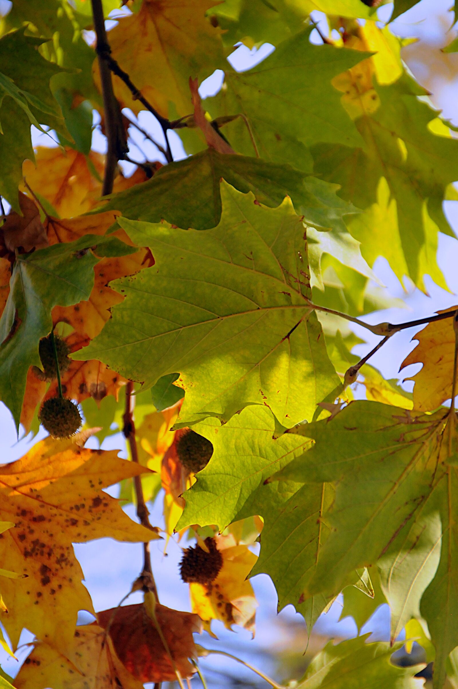 Nikon D3200 sample photo. Holidays, autumn, in the photography