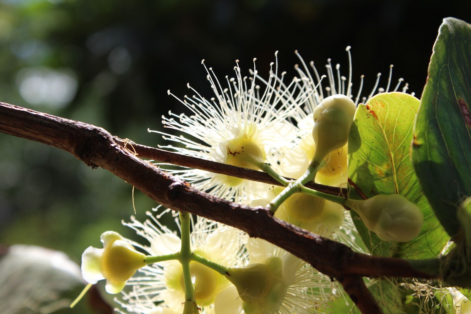 Canon EOS 600D (Rebel EOS T3i / EOS Kiss X5) sample photo. Flower, white, tropical photography