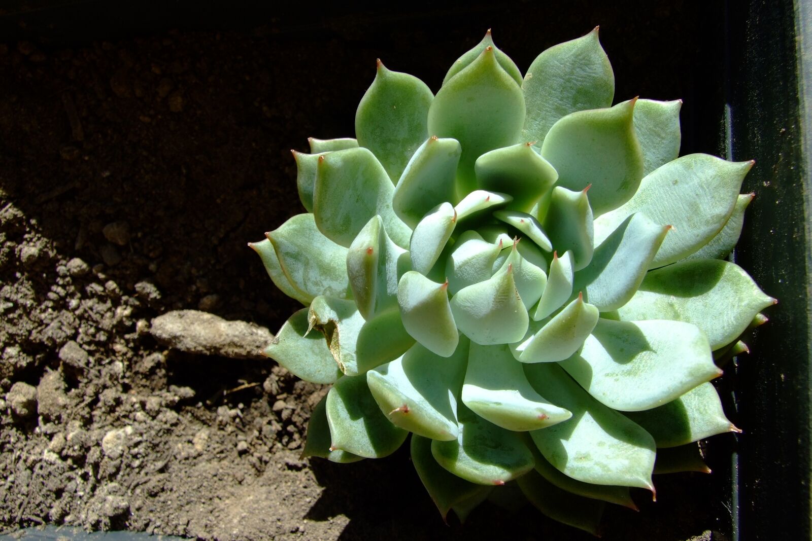 Fujifilm FinePix S6500fd sample photo. Echeveria lola, succulent, round photography